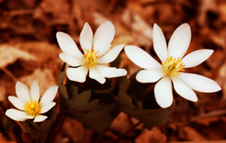 Sanguinaria s0022s
